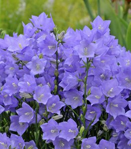 TAIKON BLUE BELLFLOWER