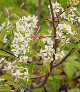 CANADIAN SERVICEBERRY