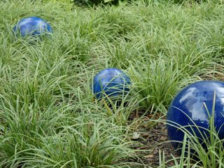 Carex Morrowwi, Ice Dance Sedge
Proven Winners
Sycamore, IL