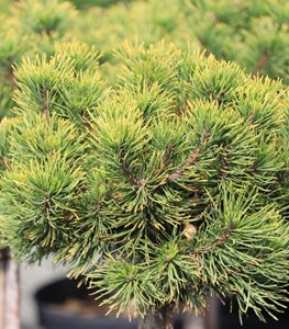 'Carsten's Wintergold' mugo pine