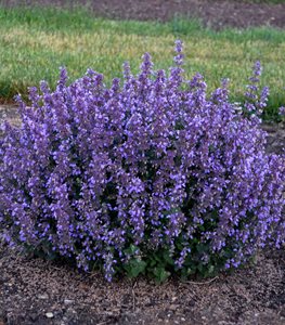 ‘Cat’s Pajamas’ catmint