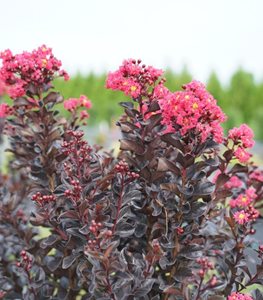 CENTER STAGE® PINK CRAPE MYRTLE