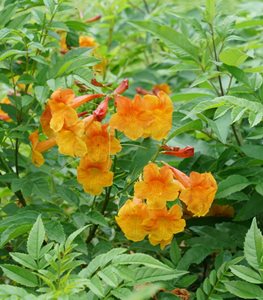 Chicklet® Orange Esperanza