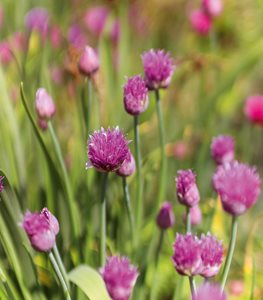 chives