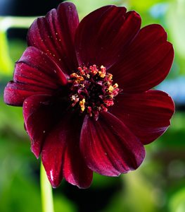 Chocolate Cosmos