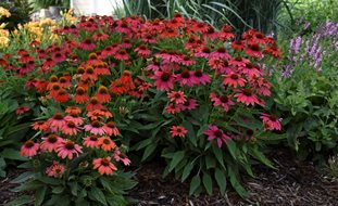 Coneflower, Lakota Fire Coneflower, Perennial Plant
Proven Winners
Sycamore, IL