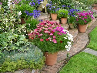 Cosmos flowers in container