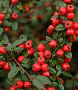 Cotoneaster dammeri 'Coral Beauty'