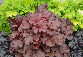 Coral Bells, Coral Bell Plants, ‘mahogany Monster’
Proven Winners
Sycamore, IL