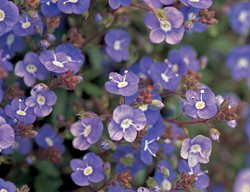 Creeping Speedwell, Veronica
I Love This Plant
Garden Design
Calimesa, CA