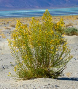 CREOSOTE BUSH