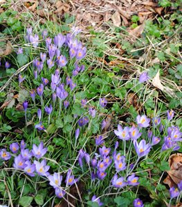 AUTUMN CROCUS