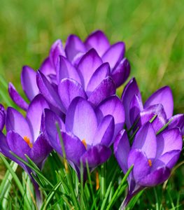 CROCUS FLOWERS