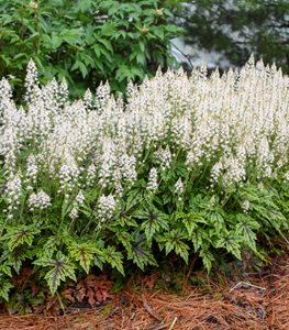 ‘Cutting Edge’ foamflower