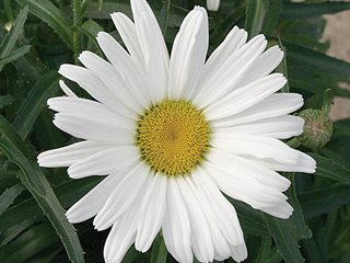 Daisy May Shasta Daisy
Proven Winners
Sycamore, IL