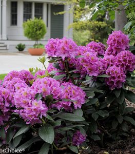 DANDY MAN PURPLE RHODODENDRON