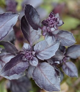 'DARK OPAL' PURPLE BASIL