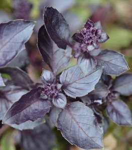 'Dark Opal' basil