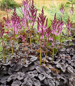 'Dark Side of the Moon' astilbe