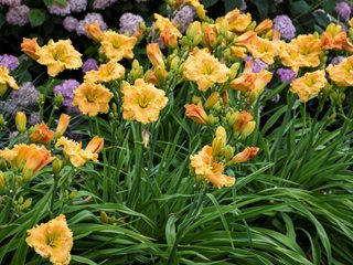 Orange daylily