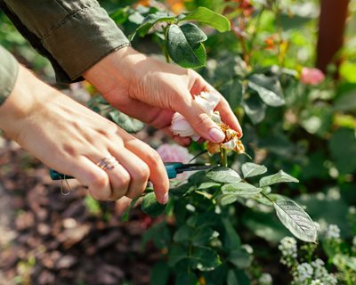 Deadheading Roses, Cutting Roses
"Dream Team's" Portland Garden
Shutterstock.com
New York, NY