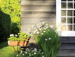 Container Garden Pictures
Deborah Needleman (Homeowner)
Garrison, NY