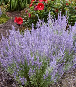 ‘Denim ‘n Lace’ Russian sage