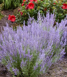 'DENIM 'N LACE' RUSSIAN SAGE