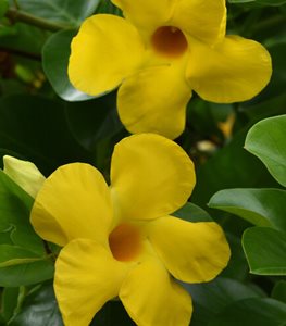 Diamantina™ Opal Yellow Dipladenia