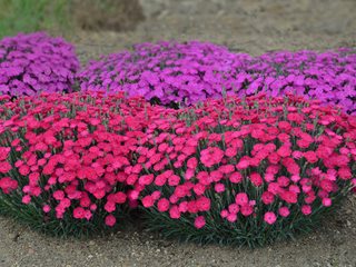 Dianthus Flowers, Dianthus Plant
Proven Winners
Sycamore, IL