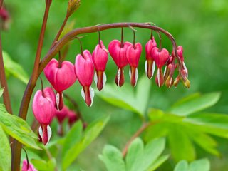 Dicentra Spectabilis, Common Bleeding Heart, Old-Fashioned Bleeding Heart
"Dream Team's" Portland Garden
Shutterstock.com
New York, NY