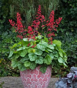 Coral bells plant in bloom