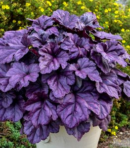 DOLCE® ‘WILDBERRY’ CORAL BELLS