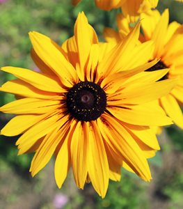 BLACK-EYED SUSAN