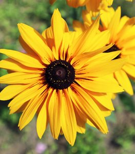 BLACK-EYED SUSAN