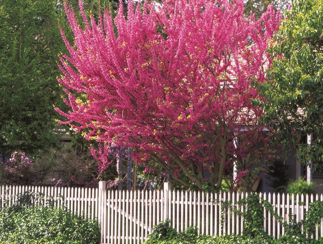 Eastern Redbud, Redbud In Bloom
Garden Design
Calimesa, CA