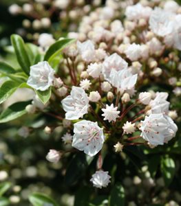 ‘ELF’ MOUNTAIN LAUREL