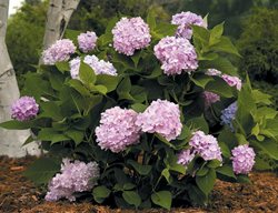 Endless Summer Hydrangea, Pink Blooms
I Love This Plant
Garden Design
Calimesa, CA