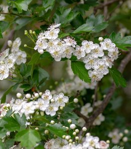 ENGLISH HAWTHORN