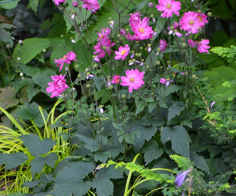 Fall In Love Sweetly Japanese Anemone, Anemone Flowers
"Dream Team's" Portland Garden
Garden Design
Calimesa, CA