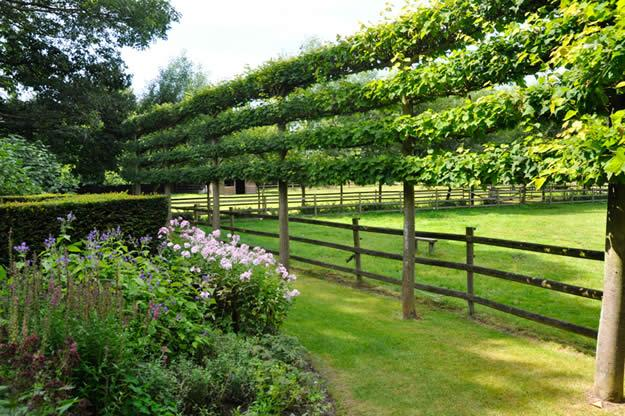 Horizontal Espalier