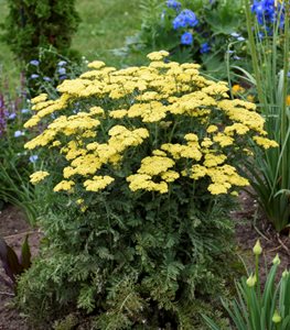 YARROW