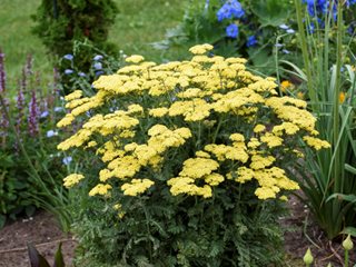 Firefly Sunshine Yarrow Plant, Yellow Yarrow
Proven Winners
Sycamore, IL