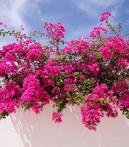 BOUGAINVILLEA