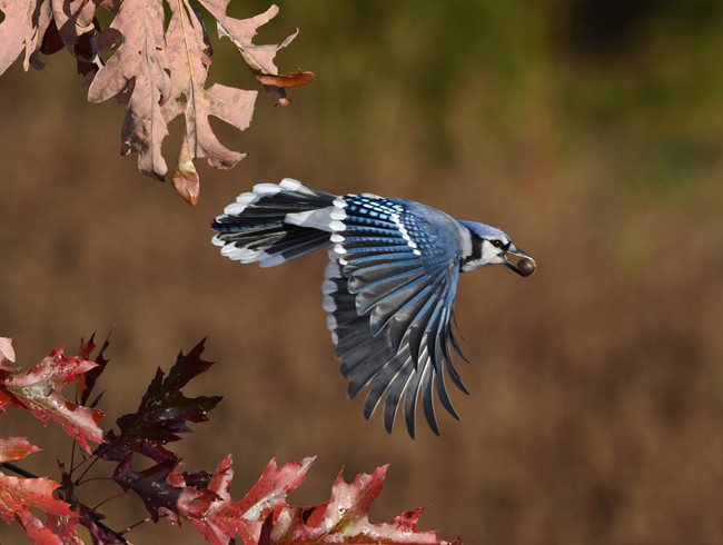 Flying Bluejay, Acorn
Garden Design
Calimesa, CA