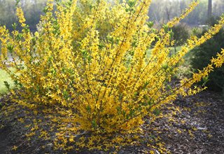 Flying Machine Forsythia, Forsythia Koreana, Flowering Shrub
Proven Winners
Sycamore, IL