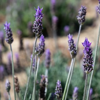 French Lavender Flowers, Lavandula Dentata
Shutterstock.com
New York, NY