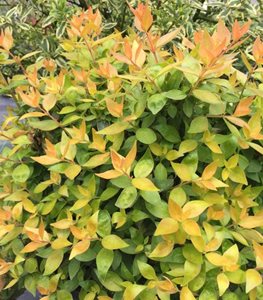 FUNSHINE® ABELIA