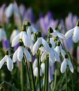 Snowdrops