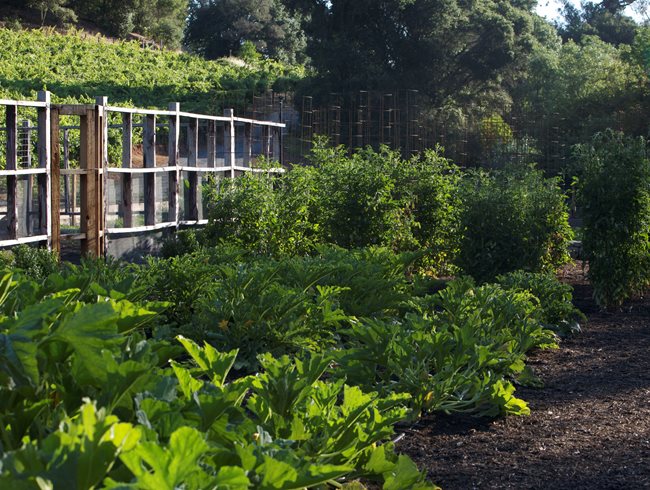 Garden Design
Calimesa, CA